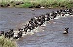 Gnus (Connochaetes Taurinus) Kreuzung Mara River