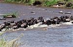 Gnou (Connochaetes taurinus) traversant la rivière mara sur les migrations