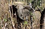 Elephant (Loxodonta africana) Northern Kenya