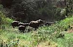 Elephant (Loxodonta africana)