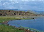 Les rives du lac Naivasha sont bordé d'arbres belle écorce jaune « peste » (Acacia xanthophloea). C'est le lac le plus haut de la vallée du Grand Rift de l'Afrique et a la réputation d'être le paradis de l'ornithologue ; Il accueille quelque 400 espèces différentes d'oiseaux. Dans cette photo cormoran à cou blanc et oies égyptiennes sont très visible tandis qu'un hippopotame garde un œil attentif au large.