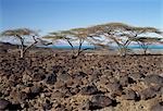 Lava boulders cover vast tracts of infertile land on the eastern side of Lake Turkana. Often referred to as the Jade Sea due to its distinctive colour,Lake Turkana is a true desert lake,receiving 95% of its inflow from the Omo River,which rises in the highlands of Ethiopia.