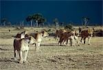 Une fierté de lions passe à l'abri d'un orage qui s'approche.Le noyau de toute fierté est un nombre de femelles apparentées.