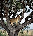 A young male lion looks intently at animals grazing on the plains from his commanding position in a tree.