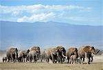 Eine Herde von Elefanten bewegt sich über die Ebenen des Amboseli.Elefanten sind gesellig, Leben in Familiengruppen bestehend aus verwandten Kühen und deren Nachkommen. Sie werden geleitet von einer alten Frau, bekannt als ein Matriarchin. Familiengruppen trafen manchmal große Herden bilden.