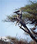 Ein Leopard ruht auf den Toten Zweig einer Acacia Tortilis Struktur in Samburu National Game Reserve. .