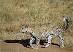 A leopard walks purposefully in the golden light of early morning. .