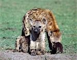 A spotted hyena family on the Masai Mara plains.Hyena cubs are born with dark fur and are temporarily blind. However,they are sufficiently big at eight months to join in at a kill even though they will continue to suckle their mothers until 18 months old. .