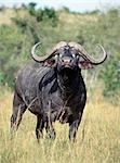 A Cape buffalo sniffs the air on the Masai Mara plains. .