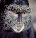 Un singe bleu. Ce singe arboricole, à longue queue est largement distribué dans les régions boisées à feuillage persistant pouvant atteindre 10 000 pieds. .