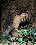 Un spermophile unstriped.Contrairement aux autres membres de la famille des écureuils, spermophiles rarement grimper aux arbres. Ils souvent debout pour obtenir une meilleure vue de leur environnement. .