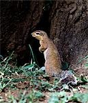 An unstriped ground squirrel.Unlike other members of the squirrel family,ground squirrels rarely climb trees. They frequently stand upright to get a better view of their surroundings. .