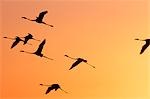 Volée de flamants roses sur le lac Turkana au coucher du soleil