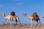 Camels belonging to the Gabbra are loaded with water carriers and attached together in a camel train approach at a water hole on the edge of the Chalbi Desert. The Gabbra are a Cushitic tribe of nomadic pastoralists living with their herds of camels and goats around the fringe of the Chalbi Desert.