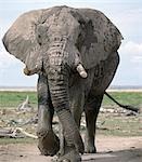 Un taureau éléphant incrustée dans la boue émerge d'un marais au Parc National d'Amboseli. Éléphants consomment l'équivalent d'environ 5 % de leur poids corporel (c'est à dire jusqu'à 300 kg) dans les vingt-quatre heures.