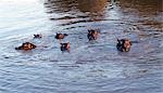 In the late afternoon,hippos bask in the Mara River. These vast animals have a very hierarchical society. They graze by night,eating as much as 60kg of grass in about five hours. No domestic animal can compete with them for the economy with which they convert vegetation into animal protein.