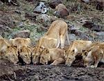 Une fierté de lions boit à une boueuse dans la réserve du Masai Mara.