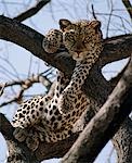 A leopard rests in the fork of an Acacia tortilis tree in Samburu National Game Reserve.