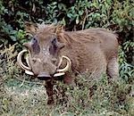 Un phacochère mâle dans le Parc National du lac Nakuru.