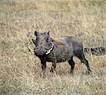 Un phacochère mâle dans le Masai Mara Game Reserve.