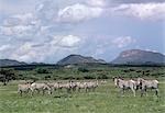 A large herd of Grevy's zebra in the Samburu National Reserve.Grevy's zebras inhabit dry bush country in Northern Kenya. They are the most-northerly representatives of the zebra family and can be distinguished from the common or Burchell's zebra by their large frame,saucer-shaped ears and close-set stripes. They are listed by IUCN as an endangered species.