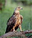 Aigle fauve