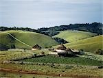 Maisons africaines traditionnelles entourés de bons pâturages en haut des collines de la Cherangani. La plate-forme surélevée est utilisée par les agriculteurs comme une bergerie pendant la nuit.