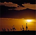 Un troupeau de girafes Masai au coucher du soleil dans la réserve nationale de Masai Mara.