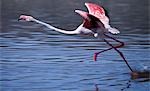 Un flamant rose prend son envol dans les eaux alcalines du lac Bogoria. Ce lac de la vallée du Rift est un repaire favori des flamants roses plus ou moins parce que les algues bleu - vert sur lesquels elles se nourrissent pousse abondamment dans les eaux peu profondes du lac.