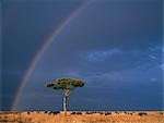 Un arc-en-ciel dans le Masai Mara avec gnus barbe blanche ou les gnous, les plaines herbeuses sèches de pâturage.
