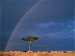 A rainbow in Masai Mara with white-bearded gnus,or wildebeest,grazing the dry grassy plains.