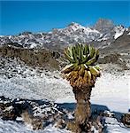 Un séneçon senecio ou géant de l'arborescence s'épanouit dans la neige sur les pentes du mont Kenya (17 058 pieds). Ces plantes fleurissent tous les dix ans environ.