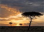 Balanites Bäume silhouetted durch einen Sonnenuntergang in Masai Mara Game Reserve, Kenia