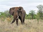 Un éléphant de beau mâle dans le Parc National de Meru, Meru, Kenya