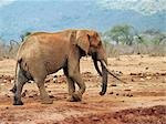 Un éléphant de bull vieille fine au Parc National de Tsavo Ouest, Kenya