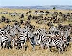 Large herds of wildebeest intermingle with Burchell’s zebra during their annual migration from the Serengeti to Masai Mara Game Reserve.