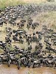 A large herd of Wildebeest and Burchell’s zebra come down to drink water at Sand River,close to the border of the Serengeti National Park and Masai Mara Game Reserve.