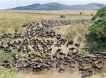 Un grand troupeau de gnous et de Burchell zebra descendu boire de l'eau à la rivière de sable, à proximité de la frontière du Parc National du Serengeti et la réserve Masai Mara, Kenya