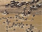 Wildebeest swimming across the Mara River during their annual migration to Masai Mara Game Reserve.