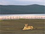 Une lionne est situé au bord du lac Nakuru avec des milliers de flamants derrière elle, Kenya