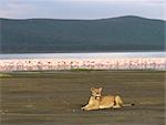 A lioness sits on the lakeshore of Lake Nakuru with thousands of lesser flamingos behind her,Kenya