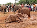 Besucher sehen verwaisten Baby-Elefanten, die in einem Moorbad spielen während der täglichen offenen Stunde am Sitz der David Sheldrick Wildlife Trust bei Mbgathi in Nairobi Nationalpark.