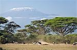 Parc National d'Amboseli au Kenya, Amboseli. Animaux fuir un prédateur avec le majestueux mont Kilimandjaro s'élevant au-dessus de grands Acacias (Acacia tortilis) dans le Parc National Amboseli.