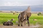 Parc National d'Amboseli au Kenya, Amboseli. Un éléphant (Loxodonta africana) dépoussiérage lui-même sur le bord de la zone de marais Amboseli.