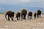Parc National d'Amboseli au Kenya, Amboseli. Une ligne d'éléphants (Loxodonta africana) se déplace rapidement dans l'ensemble de zones dégagées à Amboseli accompagnée d'aigrettes de bovins.