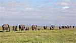 Kenya,Amboseli,Amboseli National Park. A line of elephants (Loxodonta africana) heading towards the swamp at Amboseli National Park.