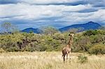 Kenya,Tsavo West National Park. A Maasai giraffe (Giraffa camelopardalis) in front of lava rocks with the Ngulia Mountain range rising in the background.