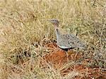 Kenya,Tsavo West National Park. A buff-crested bustard (Eupodotis gindiana).