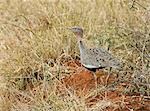 Kenya,Tsavo West National Park. A buff-crested bustard (Eupodotis gindiana).