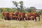 Kenya, Parc National de Tsavo Ouest. Un troupeau d'éléphants (Loxodonta africana) dans le Parc National de Tsavo Ouest. La teinte rouge de leur peau épaisse est le résultat d'eux se dépoussiérer avec la terre rouge distinctive de la région.